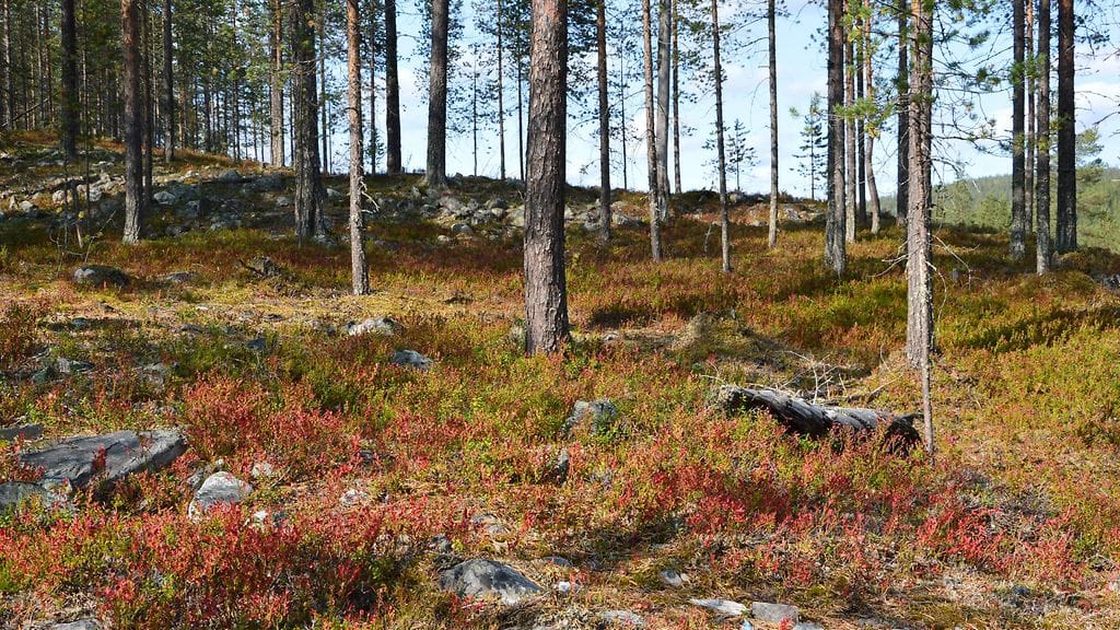 Uutissilmä, ruska, metsä