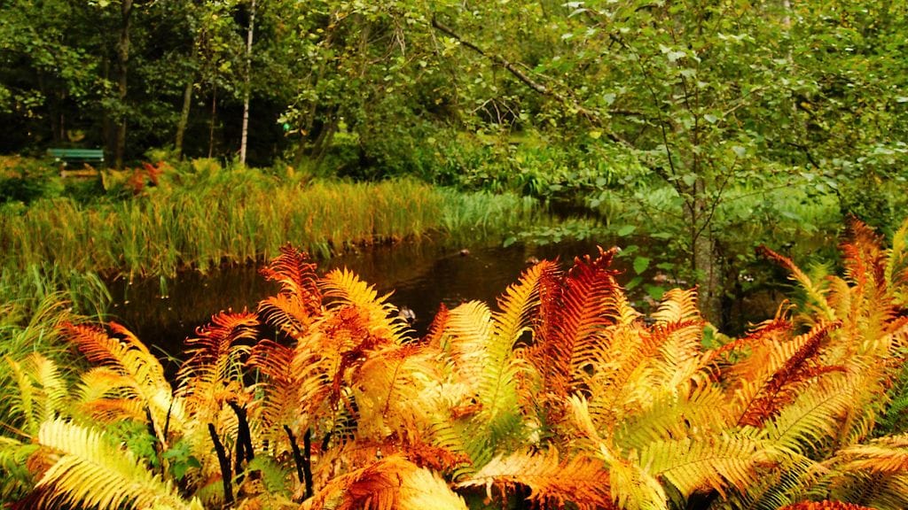 Uutissilmä, ruska, syksy, metsä