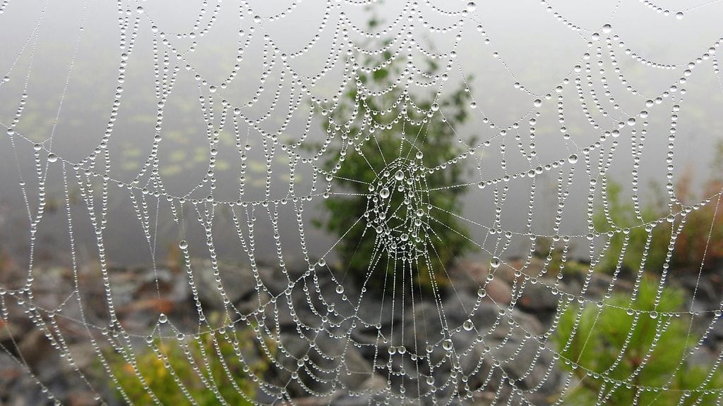 Uutissilmä, hämähäkki, seitti, verkko
