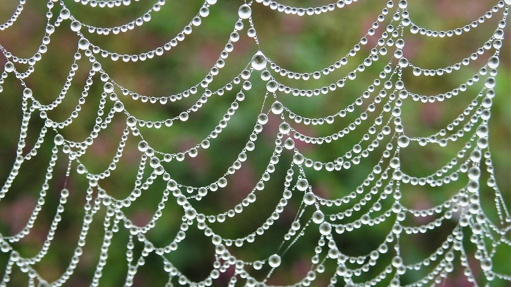 Uutissilmä, hämähäkki, seitti