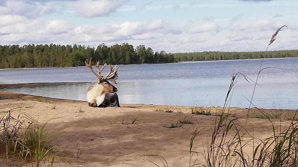 Uutissilmä, poro, ranta