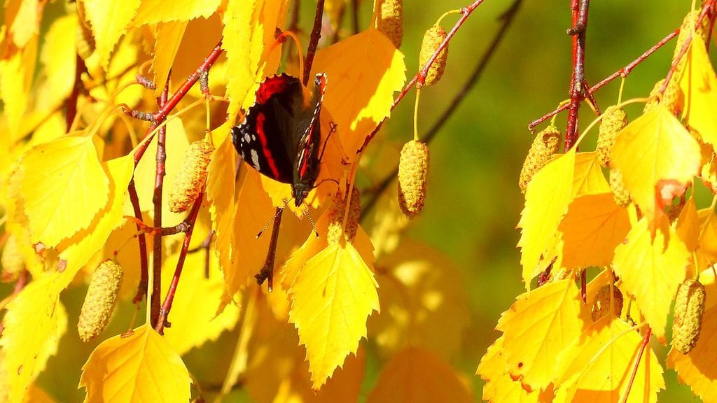 Uutissilmä, ruska, syksy, perhonen