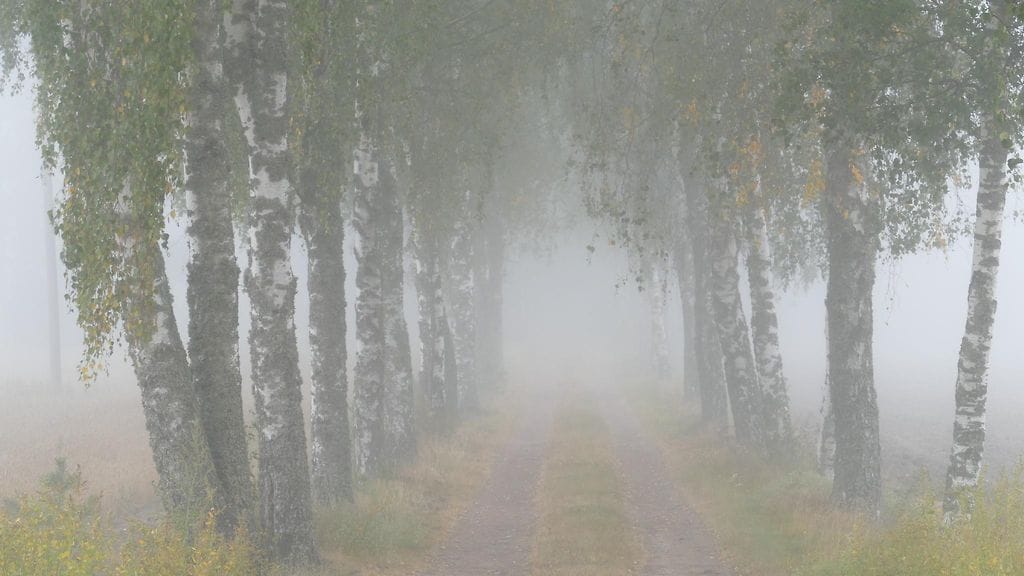 Uutissilmä, sumu, puut