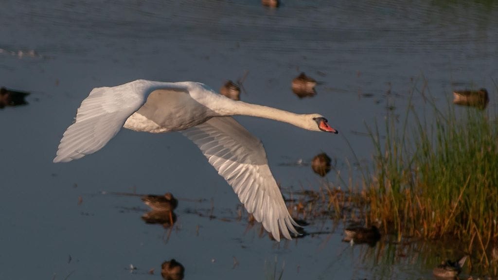 Uutissilmä, joutsen, lento, järvi