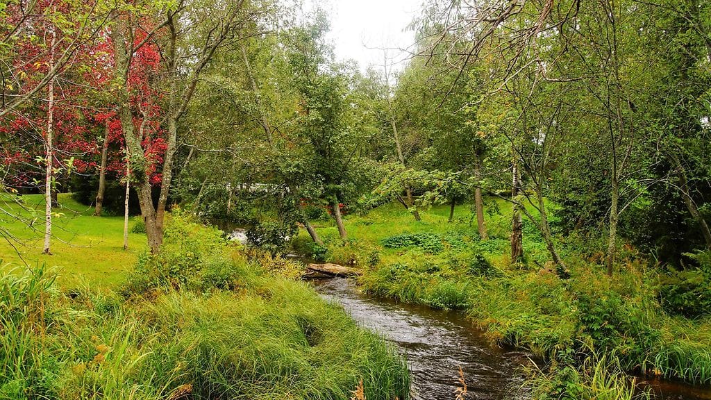 Uutissilmä, metsä, joki, syksy