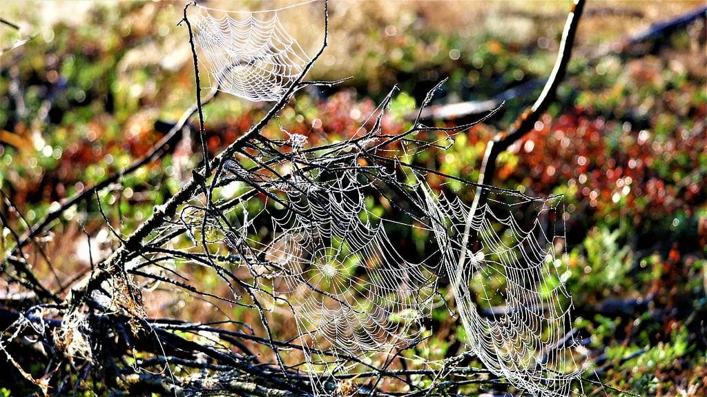 Uutissilmä, hämähäkki, verkko, seitti