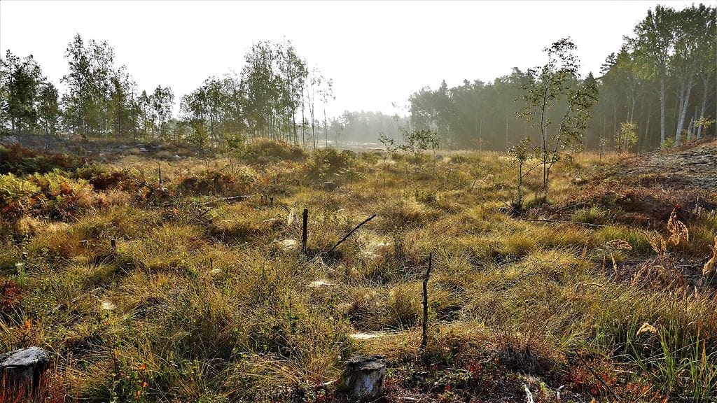 Uutissilmä, pelto, aukea