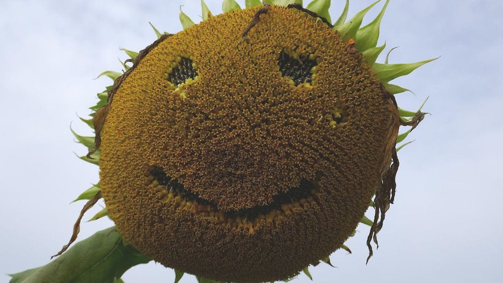 Auringonkukkanaama! Marjut Ikonen ikuisti loppukesän iloja tänään.