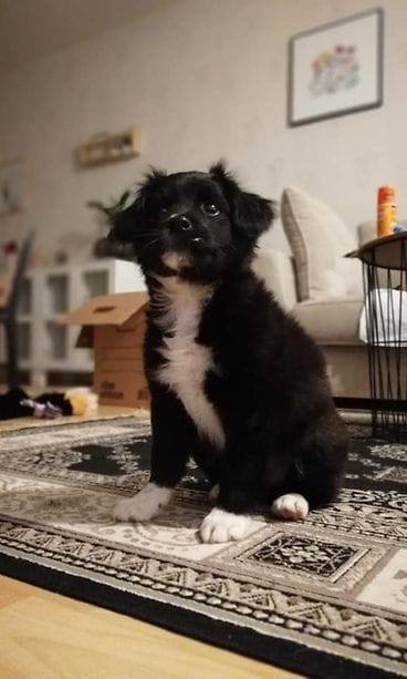 pentu - pentutehtailu (1)