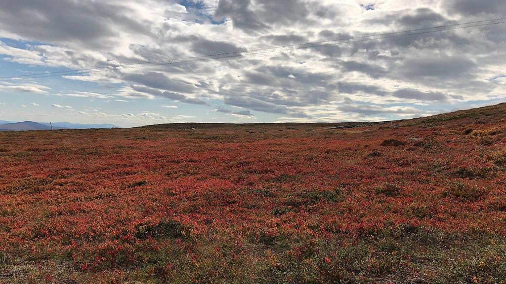 Ruska alkaa olla pohjoisessa komeimmillaan. Margareta Mäkipelto kuvasi maaruskaa Pallastunturilla eilen sunnuntaina.