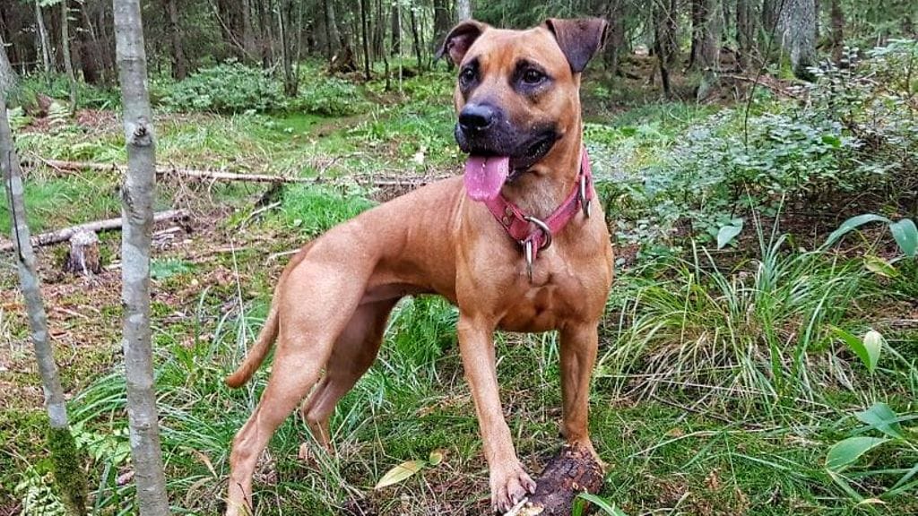 41479496_386262938573598_7362760107936972800_n