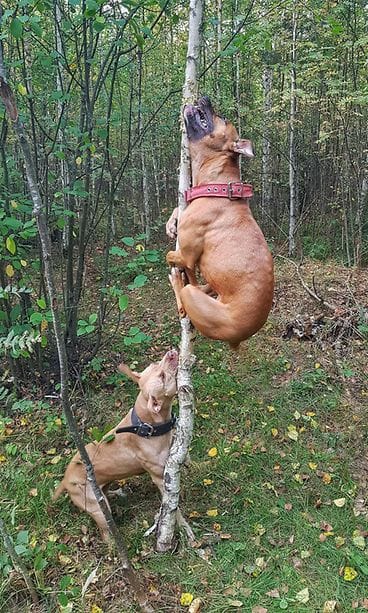 41486615_2074909655887306_796042656118472704_n