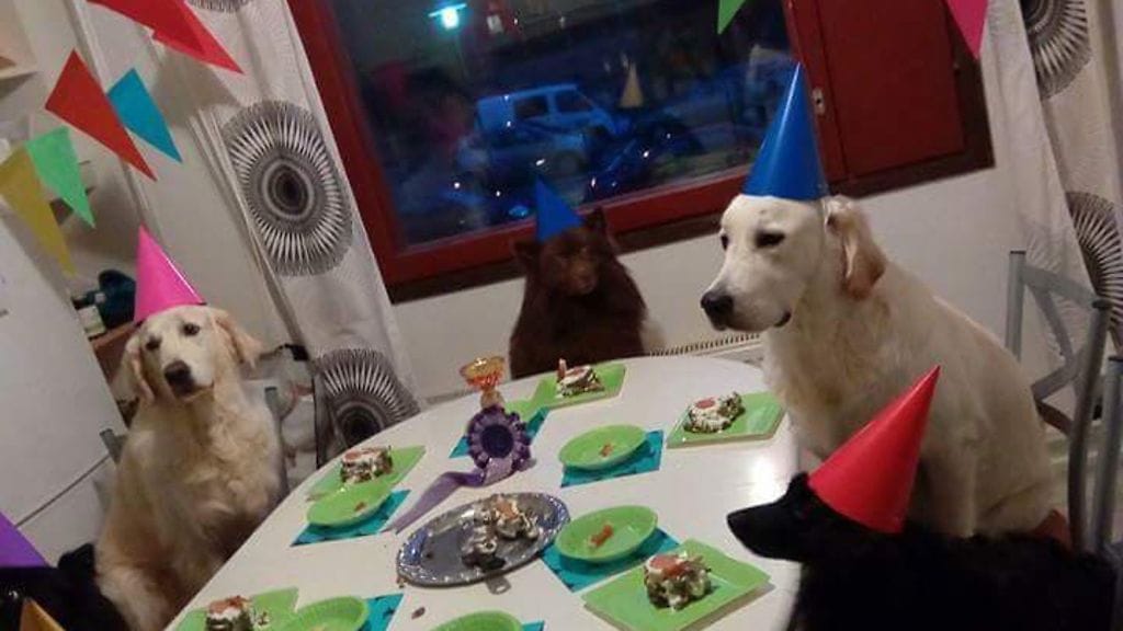 41511983_329959077749953_3991233311975407616_n