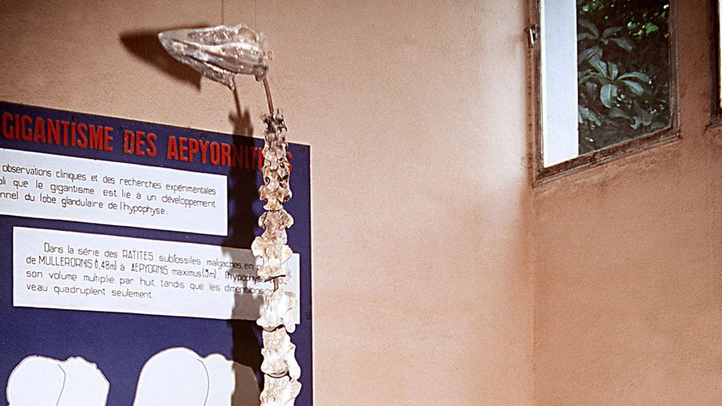 Norsulinnun luuranko