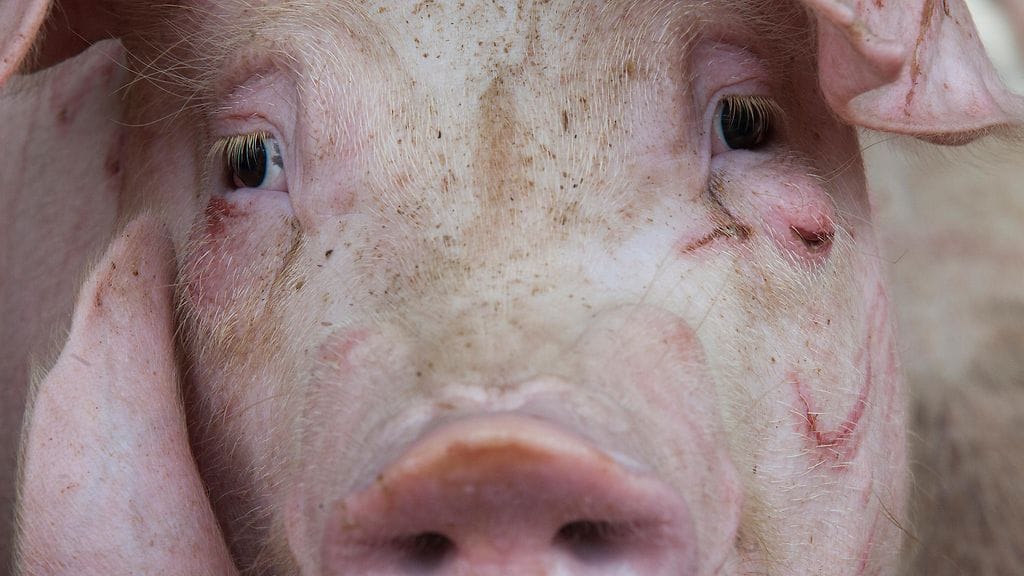 Kuvituskuva. Eläinsuojelujärjestö Eurogroup for Animals on julkaissut julmannköistä materiaalia sikojen kohtelusta Italiassa.