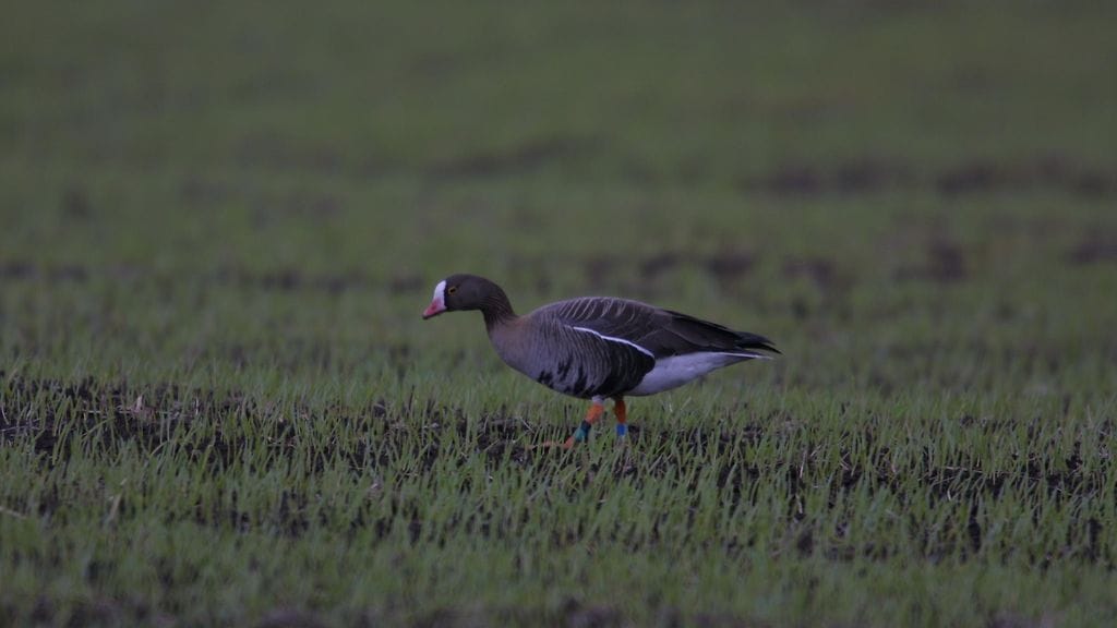 Kiljuhanhi on määritelty uhanalaiseksi lajiksi. Kuvituskuva.