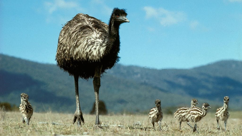 Kuvituskuvassa emu-uros ja poikasia.