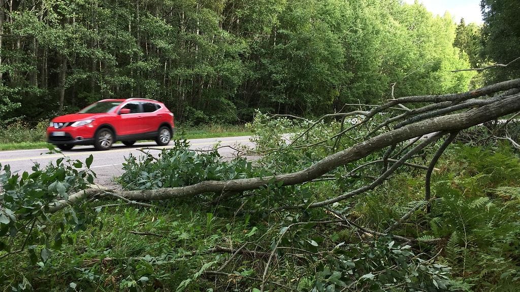 Mauri 18-myrsky kaatoi puun Turun seudulla.