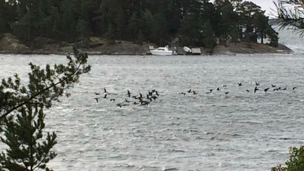 Merimetsot pakenevat Mauri 18 -myrskyä