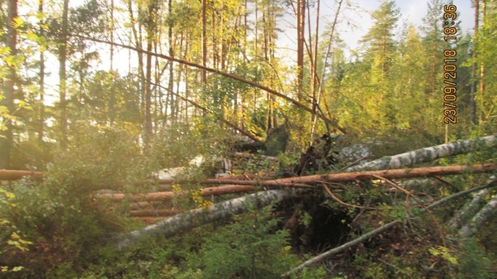 Joutsan Kapeaniementiellä trombi kaatoi puita 2