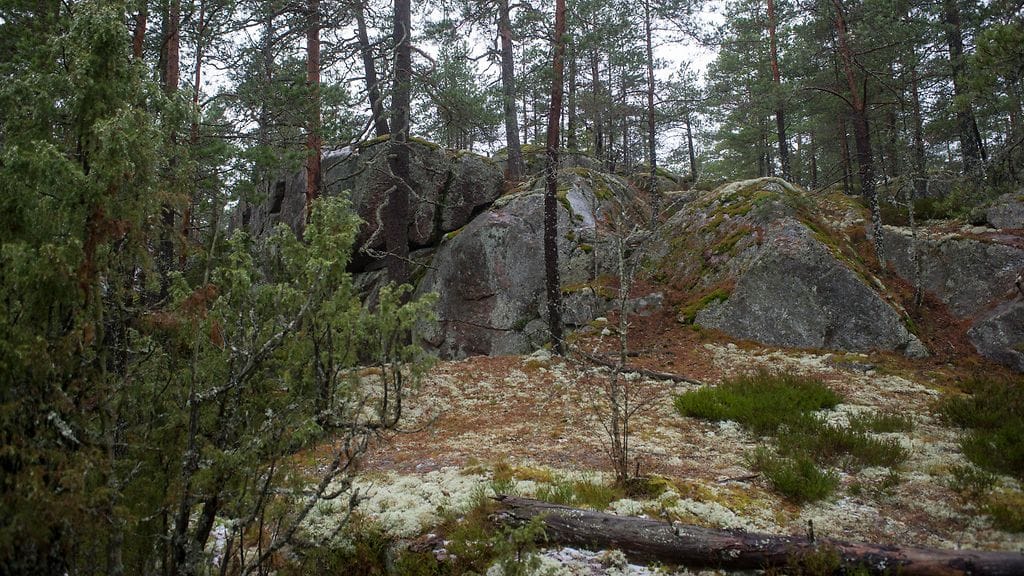 Kuvituskuva. Pohjois-Savossa Suonenjoella on löytynyt metsästä ihmisen luu.