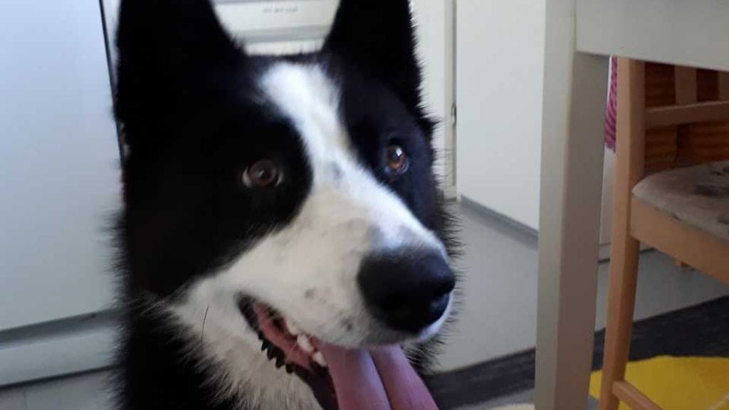 Kerimäellä asuvan perheen karjalankarhukoiraa kohtasi viikonloppuna järkyttävä kohtalo, kun kaksi tuntematonta japaninmastiffia raateli sen kodin pihapiirissä.