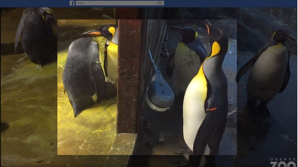Homopingviinipariskunta päätti ryhtyä hoivaamaan hylätyksi luulemaansa poikasta tanskalaisessa Odense Zoo -eläintarhassa.  Kuvan lähde Facebook