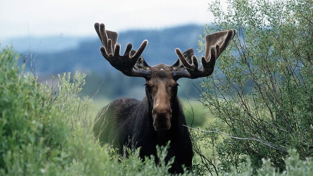 Kuvituskuva. Hirven osalta vierailu päättyi ikävästi, sillä poliisi päätti lopettaa sen ampumalla.