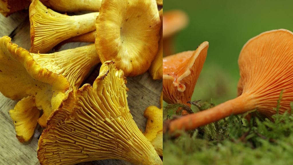 valevahvero keltavahvero