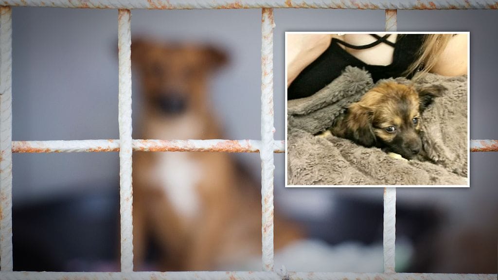 Suomessa myydään vuosittain jopa tuhansia koiranpentuja, jotka ovat syntyneet pentutehtailun seurauksena. Nuppu-koira (kuvassa oikealla) kuoli vain päivä sen jälkeen, kun oli tullut uuteen kotiin.