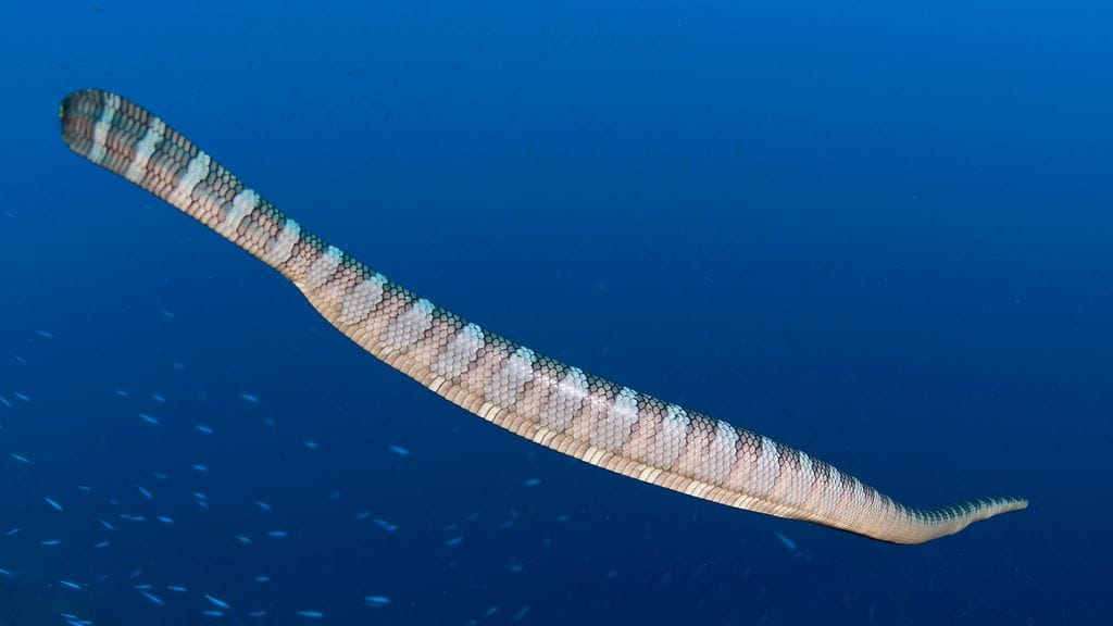 Lattapyrstökäärme. Kuvituskuva.