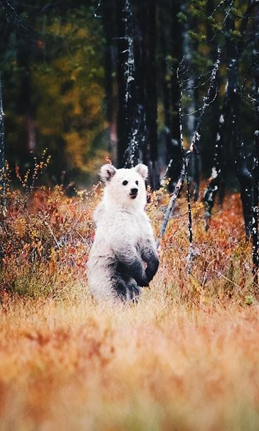 karhu kuva niilo isotalo