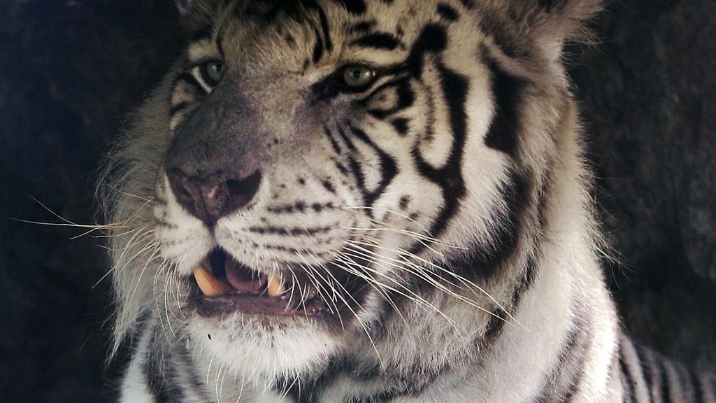 Arkistokuva valkoisesta tiikeristä.