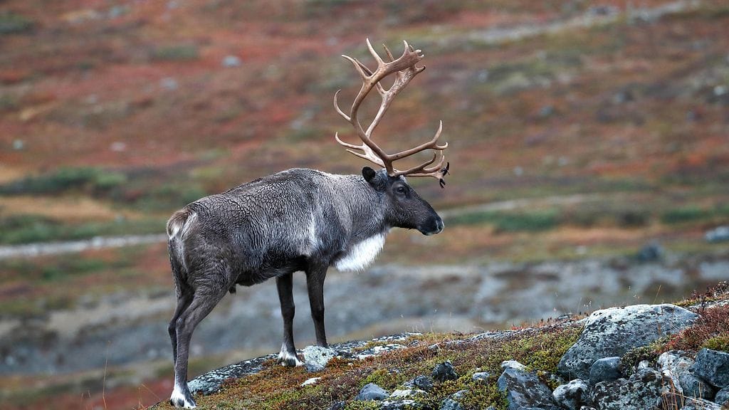 Kuvituskuva. Poliisin mukaan jokainen poro oli lavastettu näyttämään pedon tappamalta.