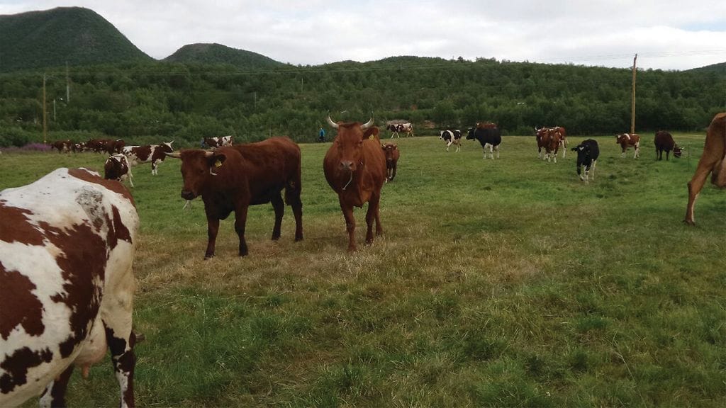 _0001_Guttormin maitotila Utsjoella