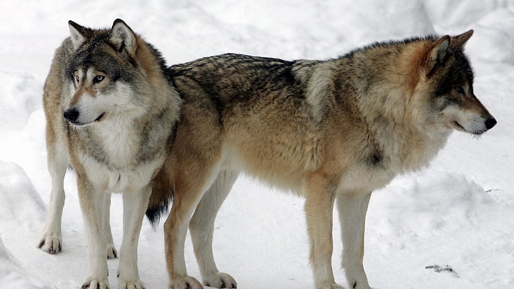 Lehden haastatteleman lampaiden omistajan mukaan susia on täytynyt olla ainakin kaksi, koska molemmat lampaat on syöty lähes kokonaan. Kuvituskuva.