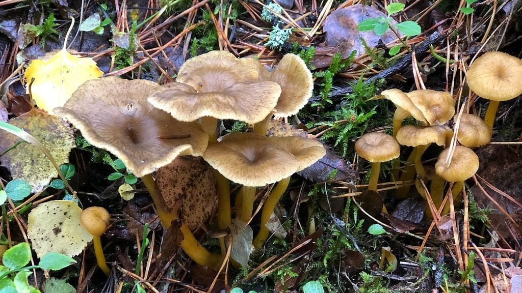 Lämmenneiden syksyjen vuoksi suppilovahveroitakin voi nykyään kerätä pohjoisessa Suomessa. Vielä 80-luvulla kesät olivat liian kylmiä.