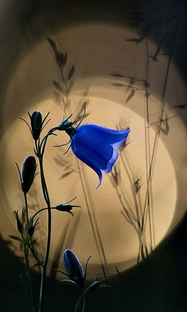 vuoden luontokuva 2018