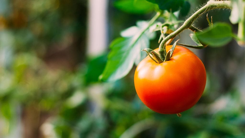 shutterstock_271260899