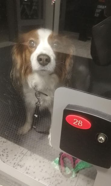 44805214_253197708705081_8126812189777461248_n