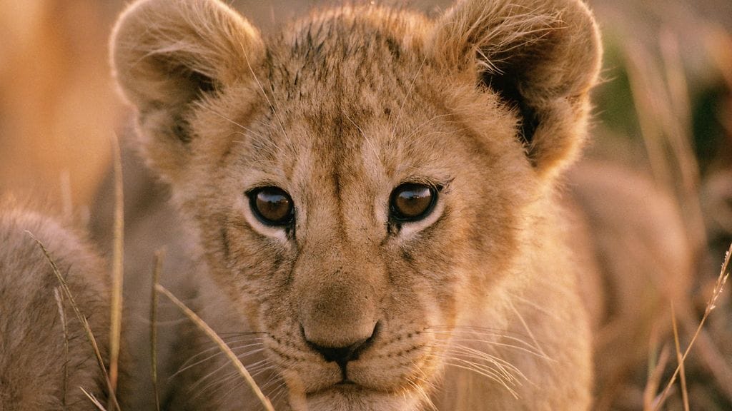 Pariisilaismies yritti myydä kuusiviikkoista naarasleijonaa 10 000 euron hintaan