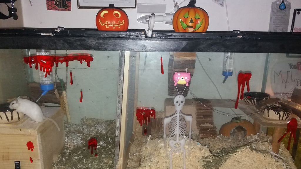 maria halloween gerbiili