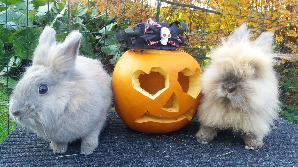 maria halloween puput