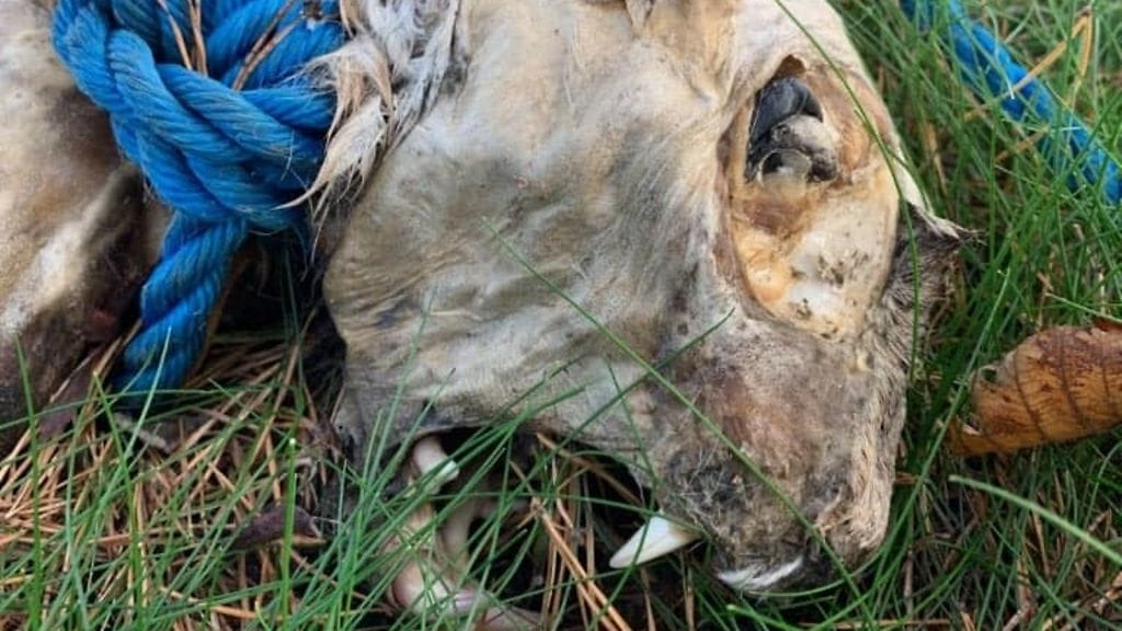 Kuollut ilves löytyi luodolta lokakuussa. Poliisin mukaan teko täyttää törkeän metsästysrikoksen tunnusmerkistön. Rikoksesta säädetty rangaistus on neljästä kuukaudesta neljään vuoteen vankeutta.