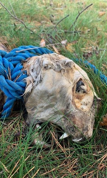 Kuollut ilves löytyi luodolta.