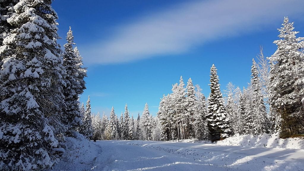 Ylläksellä ruska peittyi yllättäen jo lumikerrokseen. Lukijan kuva.