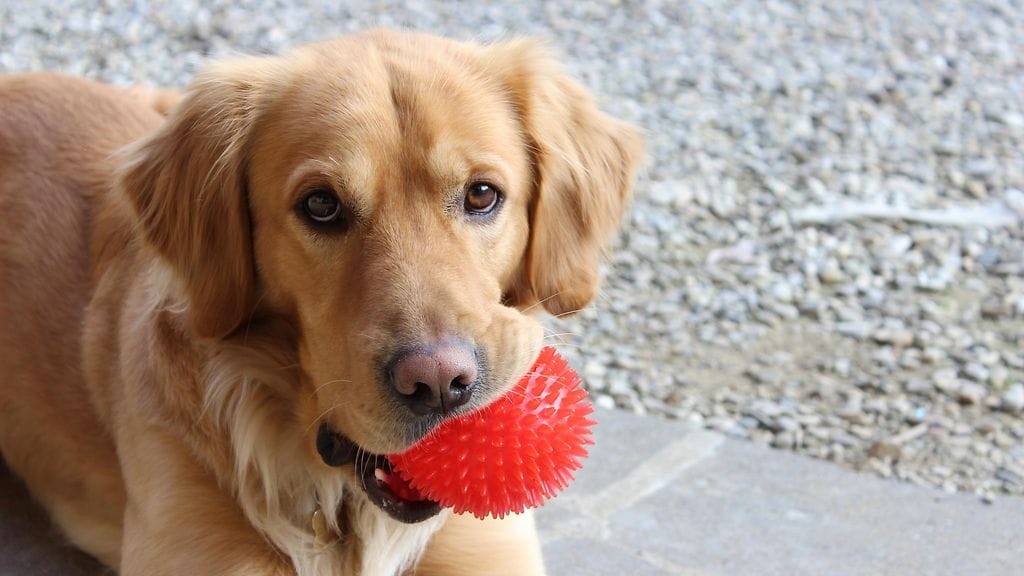 kultainennoutaja, pallo, koira