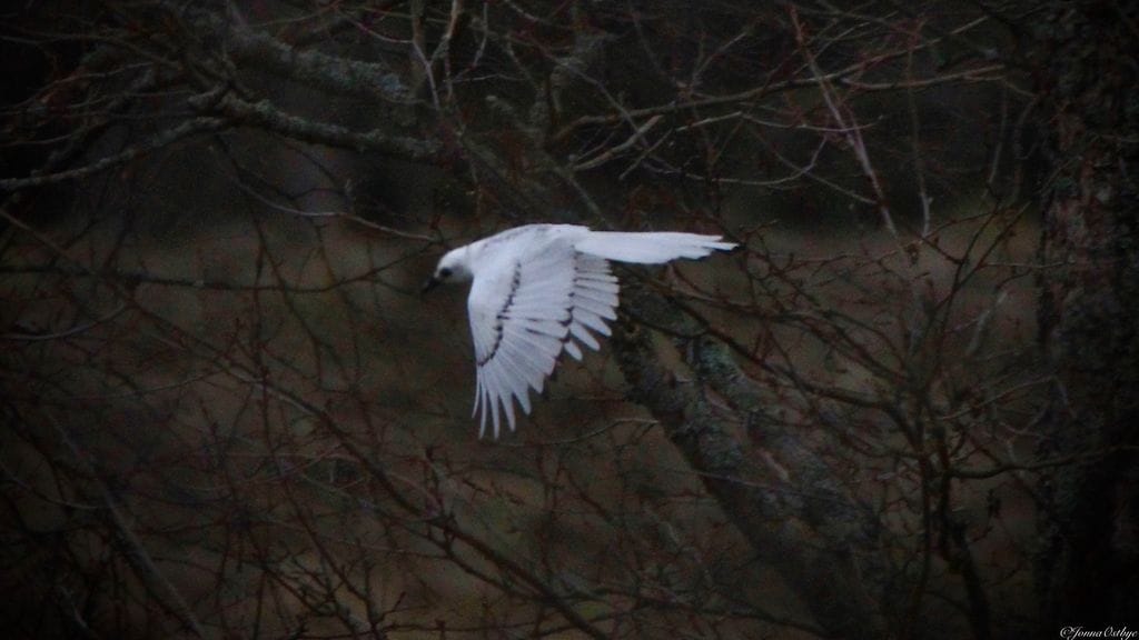Jonna Østbye onnistui kuvaamaan harvinaisen valkoisen harakan Pornaisissa.