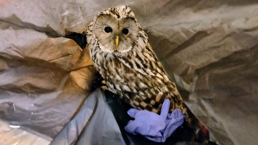 Hetki pöllön pelastumisen jälkeen roska-auto tuli tyhjentämään roskasäiliötä.