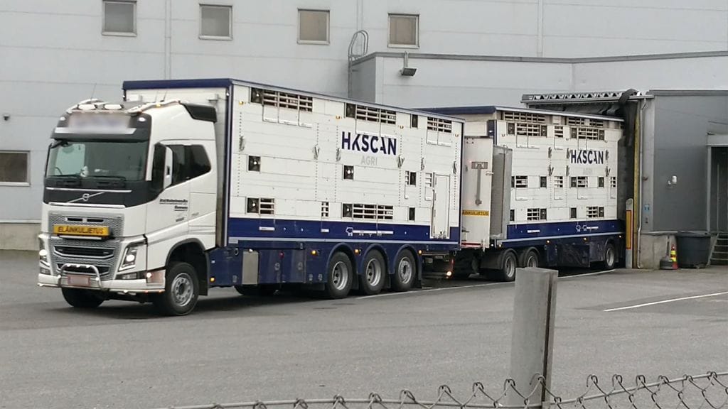 Koiriaan ulkoiluttanut Maarit Auranen kertoo, että sikoja lyötiin ajolevyllä ennen niiden päätymistä kuolemaan HKScanin tehtaalla Forssassa.